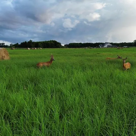 Stajnia Orlowscy Alloggio per agriturismo Ladzin (West Pomeranian)