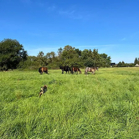 Stajnia Orlowscy Ladzin (West Pomeranian)