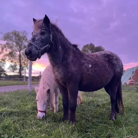 Stajnia Orlowscy * Ladzin (West Pomeranian)